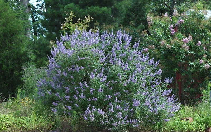 Blue Chaste Tree - Vitex Agnus-castus - 1 Gallon Pot 7 Blue Chaste Tree - Vitex Agnus-castus - 1 Gallon Pot - Image 7