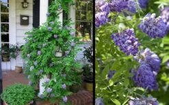 Amethyst Falls Wisteria Vine - 5 Gallon Pot -Garden Plants Picture Wisteria Amethyst Falls 2 1