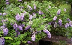 Amethyst Falls Wisteria Vine - 5 Gallon Pot -Garden Plants Picture Wisteria Amethyst Falls 5 1