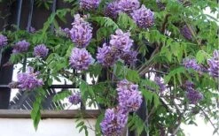 Amethyst Falls Wisteria Vine - 1 Gallon Pot -Garden Plants Picture Wisteria Amethyst Falls Vine 1
