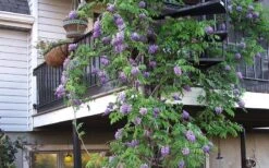 Amethyst Falls Wisteria Vine - 5 Gallon Pot -Garden Plants Picture Wisteria Amethyst Falls Vine 2