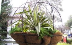 Color Guard Yucca - 1 Gallon Pot -Garden Plants Picture Yucca Color Guard Basket 1 2