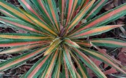 Color Guard Yucca - 6 Pack Of 1 Gallon Pots -Garden Plants Picture Yucca Color Guard Fall Color