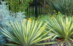Color Guard Yucca - 6 Pack Of 1 Gallon Pots -Garden Plants Picture Yucca Color Guard Landscape