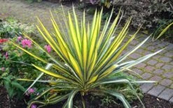 Color Guard Yucca - 3 Gallon Pot -Garden Plants Picture Yucca Color Guard Plant 1