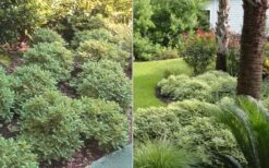 Mojo Dwarf Variegated Pittosporum - 1 Gallon Pot -Garden Plants Pittosporum Mojo 6