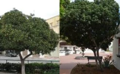 Green Pittosporum (Japanese Mock Orange) - 3 Gallon Pot 11 Green Pittosporum (Japanese Mock Orange) - 3 Gallon Pot -Garden Plants Pittosporum Tree Form