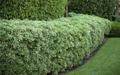 Variegated Pittosporum (Japanese Mock Orange) - 3 Gallon Pot 12 Variegated Pittosporum (Japanese Mock Orange) - 3 Gallon Pot -Garden Plants Pittosporum variegated 50
