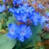 Hardy Blue Plumbago (Ceratostigma Plumbaginoides) - 5 Pack Of Pint Pots