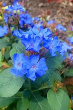 Hardy Blue Plumbago (Ceratostigma Plumbaginoides) - 5 Pack Of Pint Pots