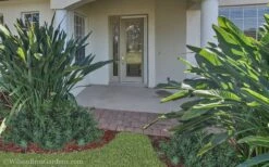 Pringles Dwarf Podocarpus Yew - 1 Gallon Pot -Garden Plants Podocarpus Pringles 21