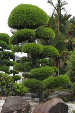 Podocarpus Macrophyllus Upright Yew - 3 Gallon Pot -Garden Plants Podocarpus Upright Yew 10 1