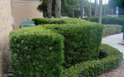 Podocarpus Macrophyllus Upright Yew - 3 Gallon Pot -Garden Plants Podocarpus Upright Yew 11 1