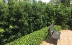 Podocarpus Macrophyllus Upright Yew - 1 Gallon Pot -Garden Plants Podocarpus Upright Yew 12