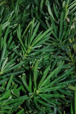 Podocarpus Macrophyllus Upright Yew - 1 Gallon Pot -Garden Plants Podocarpus Upright Yew 13