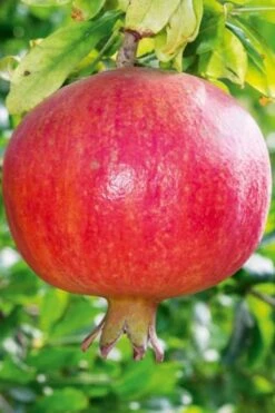 Russian 26 Cold Hardy Pomegranate - 6 Pack Of 1 Gallon Pots -Garden Plants Pomegranate Russian 26 10