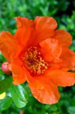 Russian 26 Cold Hardy Pomegranate - 6 Pack Of 1 Gallon Pots -Garden Plants Pomegranate Russian 26 11