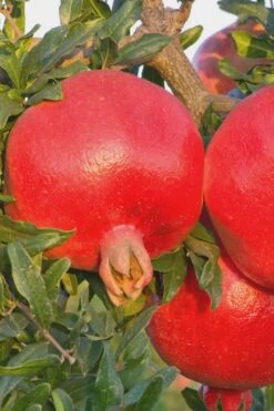 Russian 26 Cold Hardy Pomegranate - 6 Pack Of 1 Gallon Pots