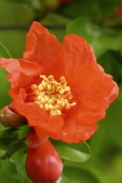 Salavatski Cold Hardy Russian Pomegranate - 1 Gallon Pot -Garden Plants Pomegranate Salavatski 3