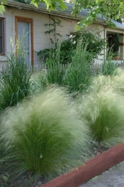 Pony Tails Mexican Feather Grass - Stipa Tennuissima - 1 Gallon Pot -Garden Plants Ponytails Grass Mexican Feather Rev 500x750 1