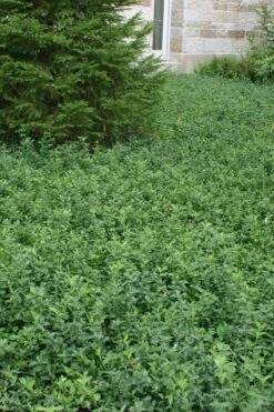 Purple Wintercreeper - Euonymus Fortunei Coloratus - 3 Pack Of Pint Pots 10 Purple Wintercreeper - Euonymus Fortunei Coloratus - 3 Pack Of Pint Pots -Garden Plants Purple Wintercreeper 5 1