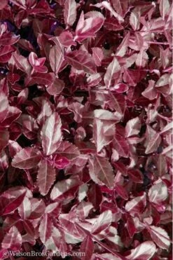 Purple Wintercreeper - Euonymus Fortunei Coloratus - 3 Pack Of Pint Pots 13 Purple Wintercreeper - Euonymus Fortunei Coloratus - 3 Pack Of Pint Pots -Garden Plants Purple Wintercreeper 7 1