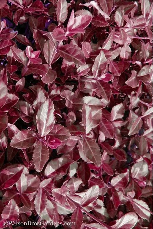 Purple Wintercreeper - Euonymus Fortunei Coloratus - 3 Pack Of Pint Pots 7 Purple Wintercreeper - Euonymus Fortunei Coloratus - 3 Pack Of Pint Pots - Image 7