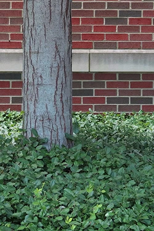 Purple Wintercreeper - Euonymus Fortunei Coloratus - 3 Pack Of Pint Pots 6 Purple Wintercreeper - Euonymus Fortunei Coloratus - 3 Pack Of Pint Pots - Image 6