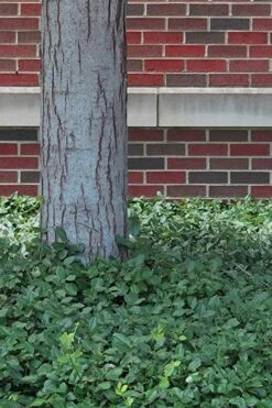 Purple Wintercreeper - Euonymus Fortunei Coloratus - 18 Count Flat Of Pint Pots -Garden Plants Purple Wintercreeper 8 2