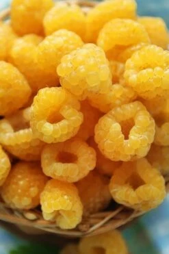 Fall Gold Raspberry - 1 Gallon Pot 7 Fall Gold Raspberry - 1 Gallon Pot -Garden Plants Raspberry Fall Gold 2