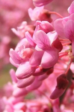 Carolina Sweetheart Eastern Redbud Tree - 5 Gallon Pot -Garden Plants Redbud Carolina Sweetheart 13