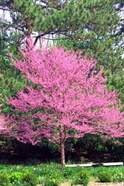 Carolina Sweetheart Eastern Redbud Tree - 5 Gallon Pot -Garden Plants Redbud Carolina Sweetheart 14