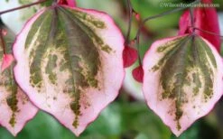 Carolina Sweetheart Eastern Redbud Tree - 3 Gallon Pot -Garden Plants Redbud Carolina Sweetheart 9 1