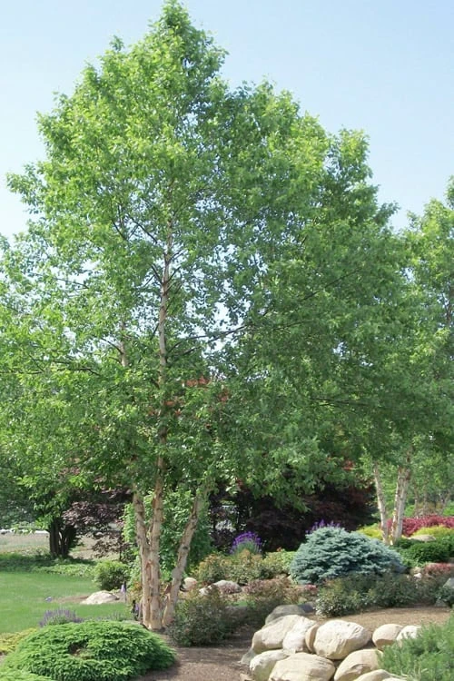 River Birch Tree (Betula Nigra) - 1 Gallon Pot 1 River Birch Tree (Betula Nigra) - 1 Gallon Pot