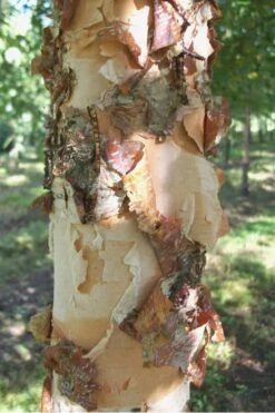 River Birch Tree (Multi Trunk) - 2 Gallon Pot 9 River Birch Tree (Multi Trunk) - 2 Gallon Pot -Garden Plants River Birch 12