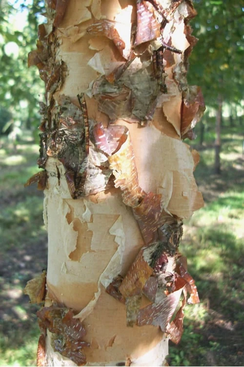 River Birch Tree (Multi Trunk) - 2 Gallon Pot 4 River Birch Tree (Multi Trunk) - 2 Gallon Pot - Image 4