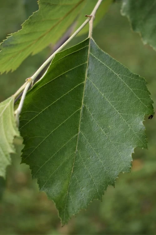 River Birch Tree (Betula Nigra) - 1 Gallon Pot 5 River Birch Tree (Betula Nigra) - 1 Gallon Pot - Image 5