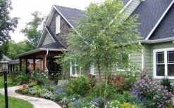 River Birch Tree (Multi Trunk) - 2 Gallon Pot 11 River Birch Tree (Multi Trunk) - 2 Gallon Pot -Garden Plants River Birch Tree B