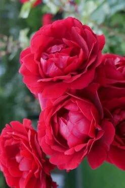 Don Juan Climbing Rose - 3 Gallon Pot 11 Don Juan Climbing Rose - 3 Gallon Pot -Garden Plants Rose Climbing Don Juan 2