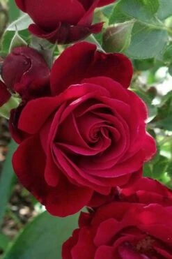 Don Juan Climbing Rose - 3 Gallon Pot 12 Don Juan Climbing Rose - 3 Gallon Pot -Garden Plants Rose Climbing Don Juan 3