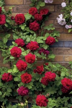 Don Juan Climbing Rose - 3 Gallon Pot 13 Don Juan Climbing Rose - 3 Gallon Pot -Garden Plants Rose Climbing Don Juan 5