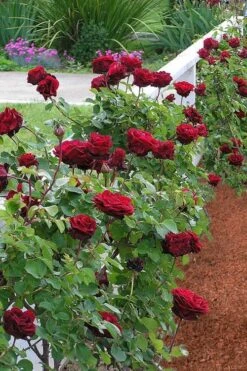 Don Juan Climbing Rose - 3 Gallon Pot 15 Don Juan Climbing Rose - 3 Gallon Pot -Garden Plants Rose Climbing Don Juan 9