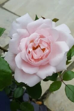 New Dawn Climbing Rose - 3 Gallon Pot -Garden Plants Rose Climbing New Dawn 12