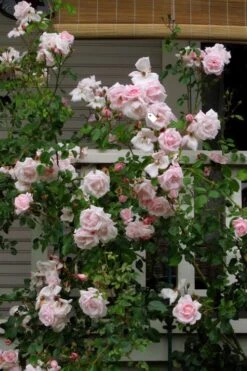 New Dawn Climbing Rose - 3 Gallon Pot -Garden Plants Rose Climbing New Dawn 14