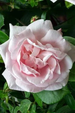 New Dawn Climbing Rose - 3 Gallon Pot -Garden Plants Rose Climbing New Dawn 17