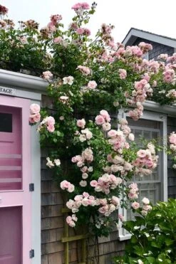 New Dawn Climbing Rose - 3 Gallon Pot -Garden Plants Rose Climbing New Dawn 18