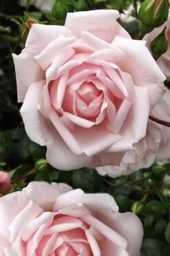 New Dawn Climbing Rose - 3 Gallon Pot -Garden Plants Rose Climbing New Dawn 4