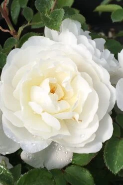 Cloud 10 Climbing Rose - 3 Gallon Pot -Garden Plants Rose Cloud 10 1