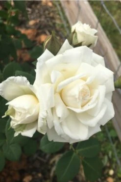 Cloud 10 Climbing Rose - 3 Gallon Pot -Garden Plants Rose Cloud 10 10