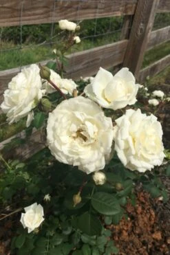 Cloud 10 Climbing Rose - 3 Gallon Pot -Garden Plants Rose Cloud 10 11